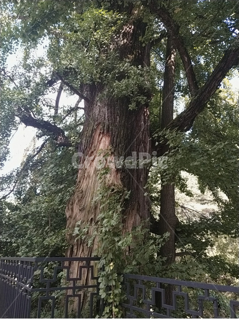plant,식물,tree,나무,vegetation,초목,담장,난간,초록,갈색,하늘,빛