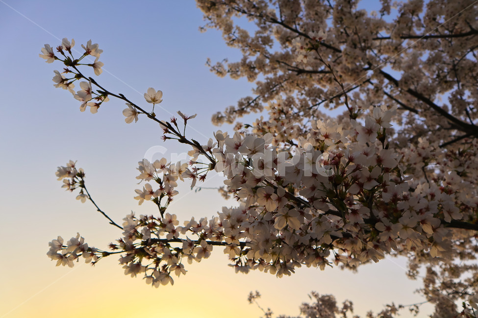 봄,벛꽃,하늘,꽃,나무,풍경,일상,감성,봄,계절,spring,season,식물,자연,plants,nature,꽃,flower,plant,blossom