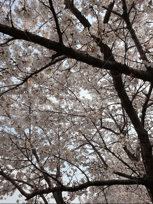 벚꽃,봄,3월,자연,나무,핑크,분홍,사랑,향기,꽃향기,꽃,flower,봄,계절,spring,season,식물,자연,plants,nature,꽃,flower,plant,blossom,cherry blossom