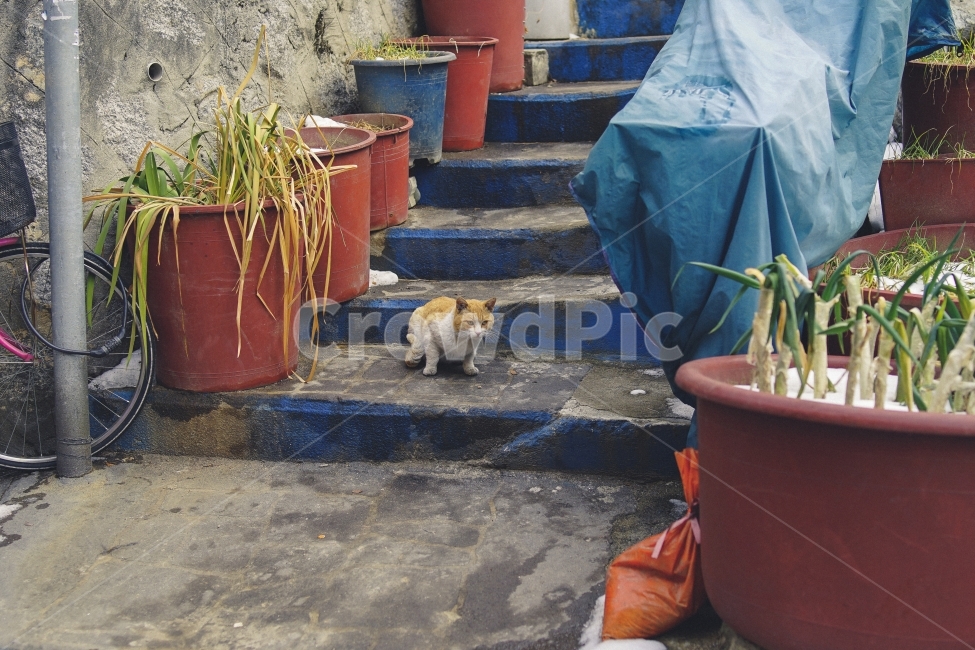 고양이,길고양이,길,동물,고독함,외로움,겨울,풍경,animal,cat,골목길,alley,동물,animal,포유류,mammal,고양이,cat,kitten,kitty