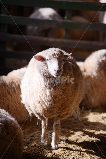 동물,animal,자연,nature,동물원,포유류,양,동물,animal,포유류,mammal