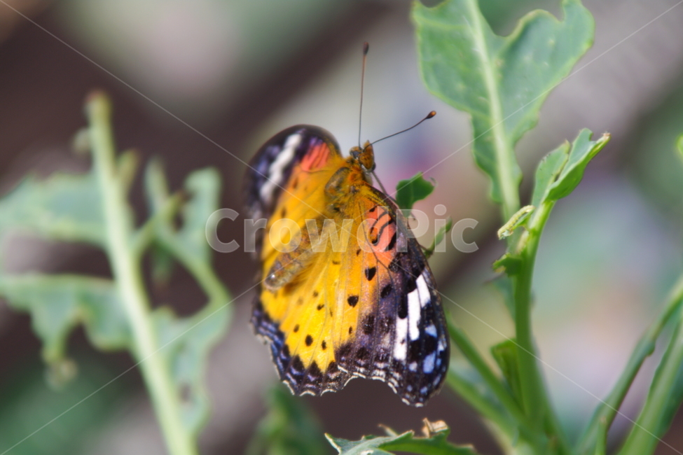 봄,봄경치,나비,곤충,호랑나비,동물,animal,곤충,벌레,insect,bug