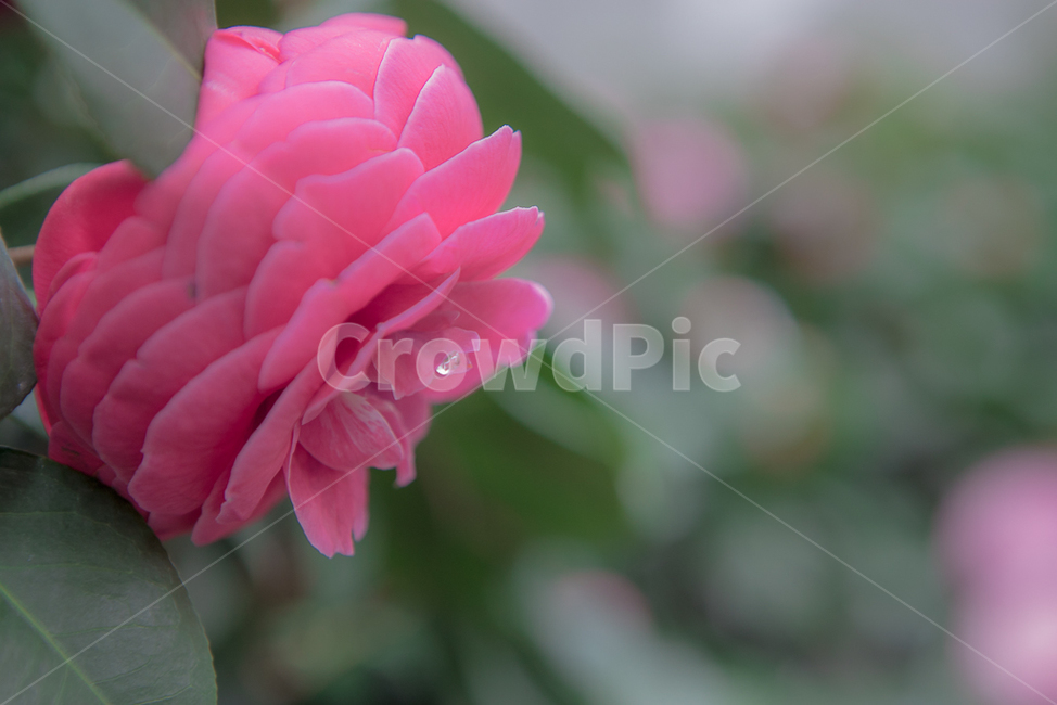 계절,봄,식물,꽃,색감,풍경,감성,식물,자연,plants,nature,꽃,flower,감성,sensible,feeling,색깔,색상,색채,색감,color sense,color sensitivity,feeling of color
