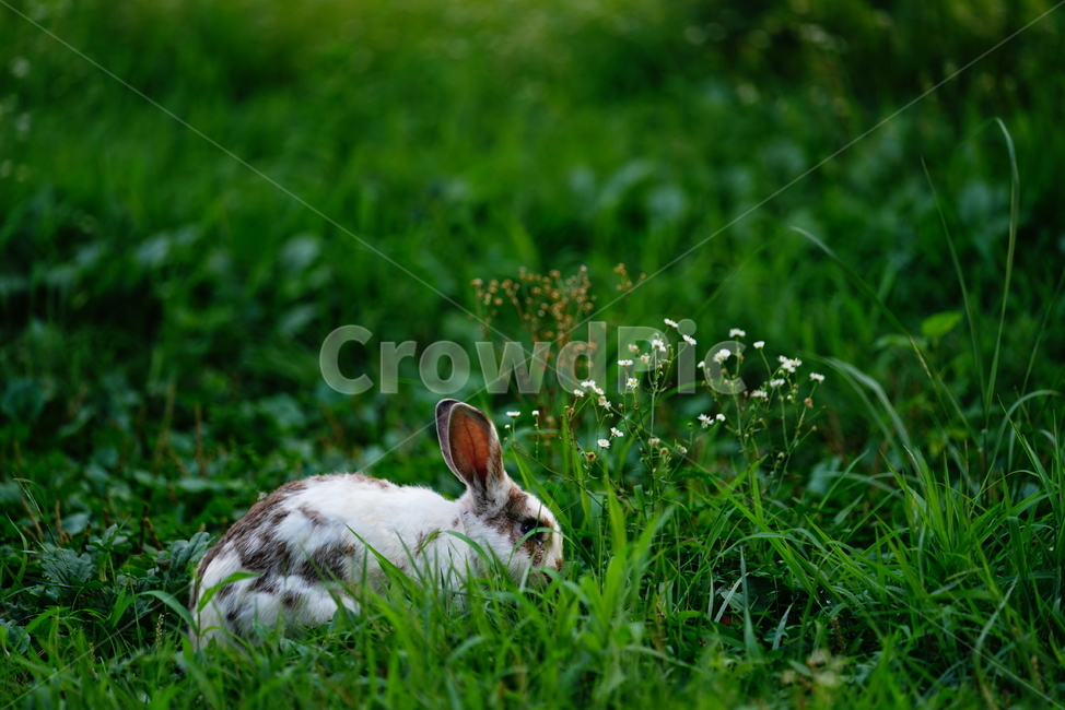 토끼,동물,생명,생물,자연,rabbit,animal,포유류,포유류,mammal