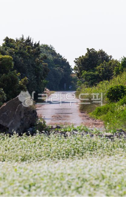 메밀꽃,메밀,꽃,흰색,꽃잎,초록색,잎,메밀속,식물,자연,야외,날씨,따듯한,햇살,곡물,메밀밭,제주,여름,하늘,시골길,시골,도로,시골도로