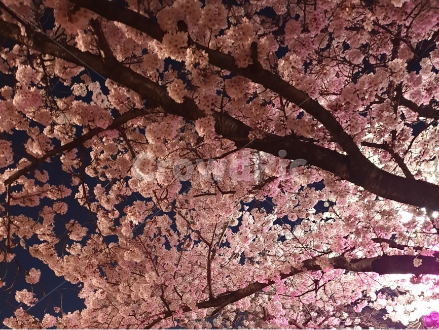 봄,핑크,꽃,벚꽃,밤,야경,나무,봄,계절,spring,season,야경,밤,풍경,nightscape,night,landscape,plant,식물,blossom,cherry blossom,flower
