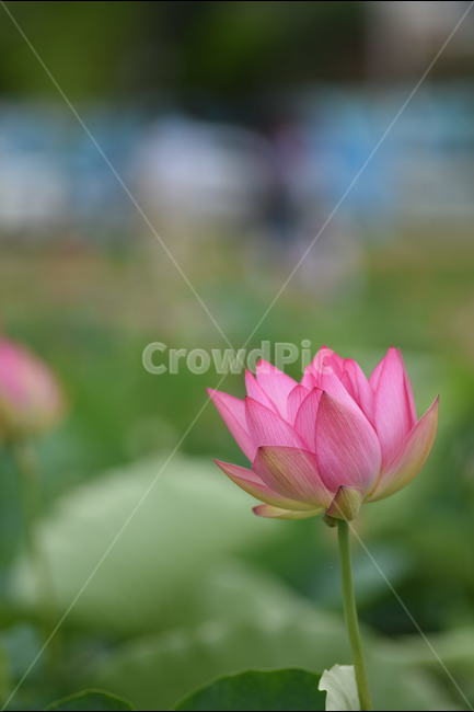 꽃,연꽃,식물,여름,연잎,식물,자연,plants,nature,꽃,flower