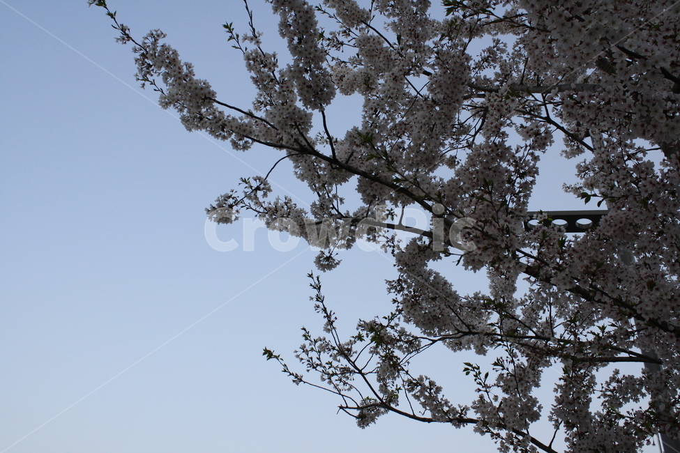 벚꽃,봄,꽃,나무,하늘,봄,계절,spring,season,자연,풍경,nature,landscape,plant,식물