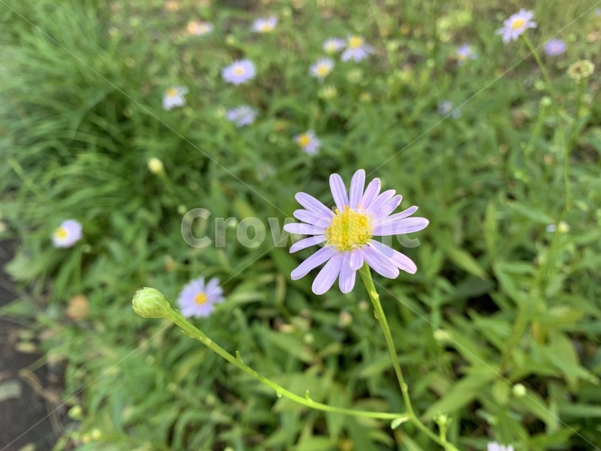 꽃,flower,벌개미취,식물,plant,식물,자연,plants,nature,꽃,flower