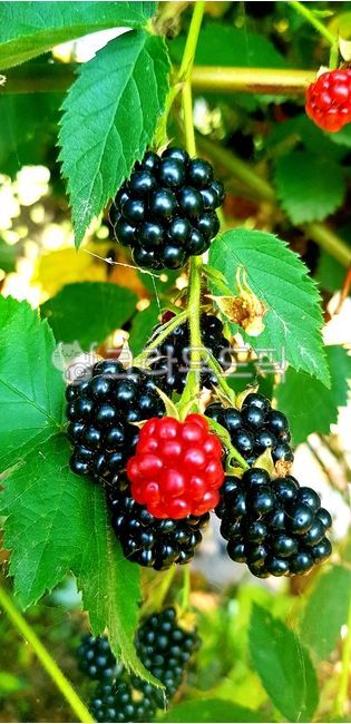 alcohol,raspberry,Fruit,Soaking liquor,Bokbunja,bokbunja fruit,food,harvesting,bokbunja tree,Sugar content,sapling,plant,cooking