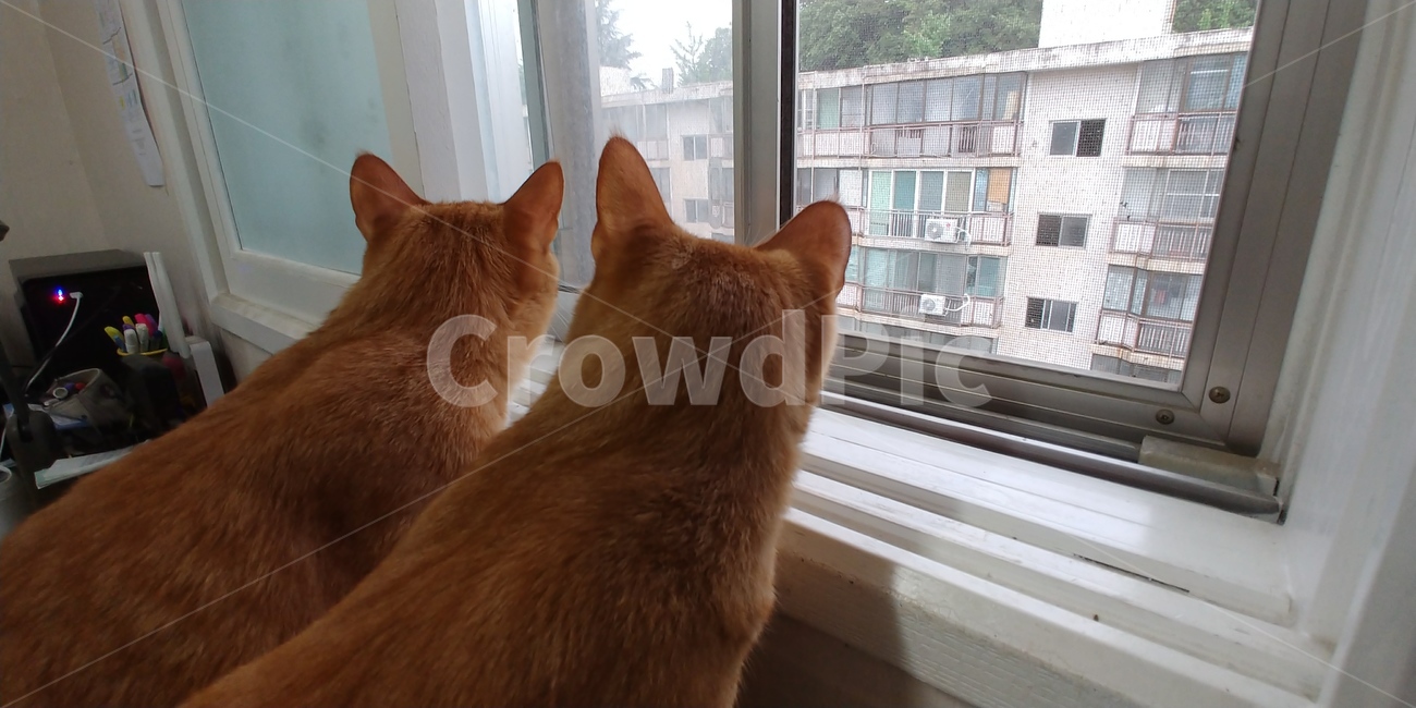고양이,cat,치즈태비,반려묘,동물,pet,뚱냥이