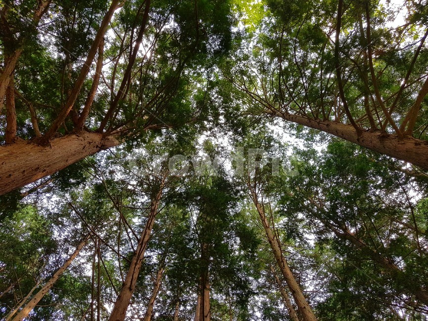 plant,식물,tree,나무,treetrunk
