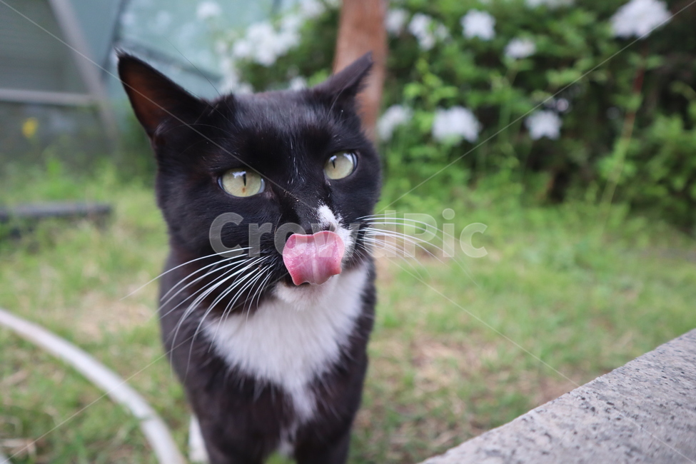 animal,동물,cat,고양이,pet,코리안숏헤어,동물,animal,포유류,mammal,고양이,cat,kitten,kitty
