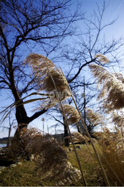 갈대,식물,plant,나무,하늘,식물,자연,plants,nature