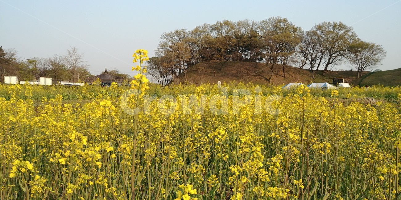 경주,봄,유채꽃,봄꽃,노랑,자연,식물