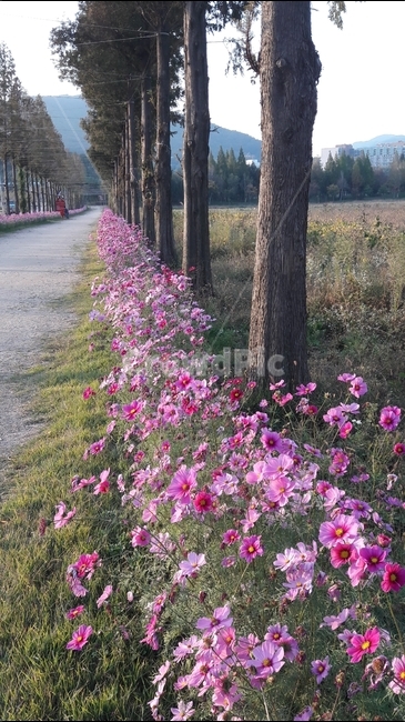 가을,길,나무,꽃,코스모스,자연,풍경,nature,landscape,한국자연풍경,한국자연경관,korea nature landscape,식물,plants,꽃,flower,나무,trees,wood