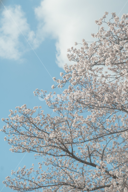 봄,벚꽃,spring,꽃,따뜻함,봄꽃,cherryblossom,경주,korea,flower,flowers,봄,계절,spring,season,plant,식물,cherry blossom,blossom