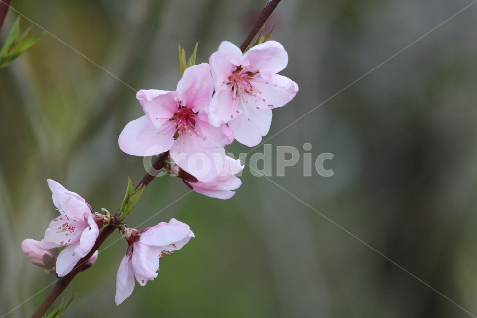 식물,복사꽃,꽃,flower,봄