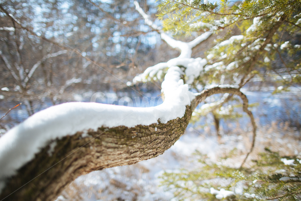 겨울,눈,스냅,감성,풍경,겨울,계절,winter,season,식물,자연,plants,nature,나무,trees,wood