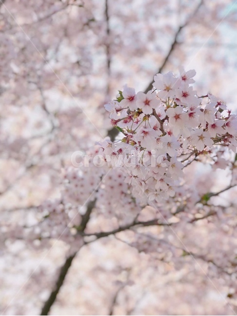 봄,봄꽃,벚꽃,맑은하늘,spring,cherryblossom