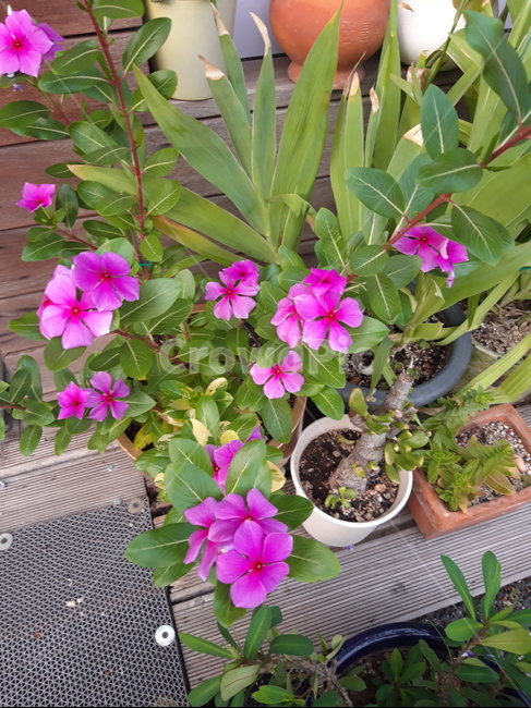 꽃,flower,분홍꽃,일일초,일일꽃,핑크꽃,우정,우정꽃,화분,꽃줄기,화초,예쁜꽃,수수한꽃,매일핌,풀,순수한꽃,식물