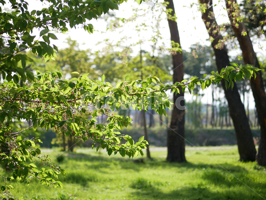 tree,나무,plant,식물,treetrunk,나무줄기