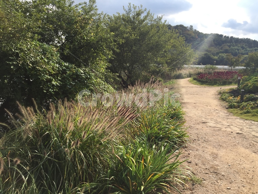 자연,풍경,길,나무,nature,자연,풍경,nature,landscape,ground,바닥,road,도로,gravel,자갈,dirt road,흙길