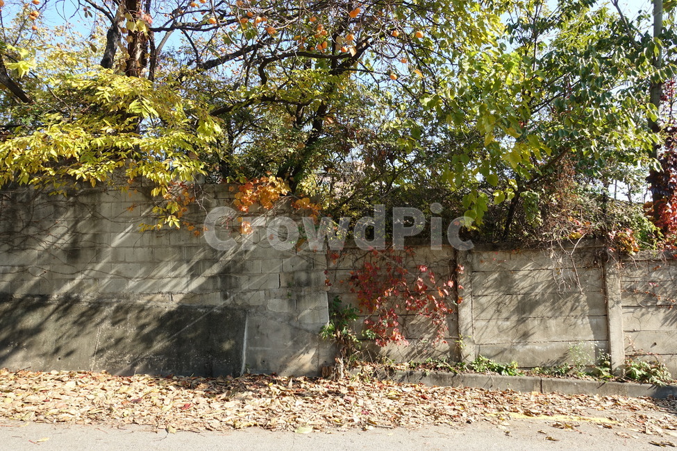가을,담벼락,단풍,넝쿨,낙엽,가을풍경,풍경,fall,autumn,wall