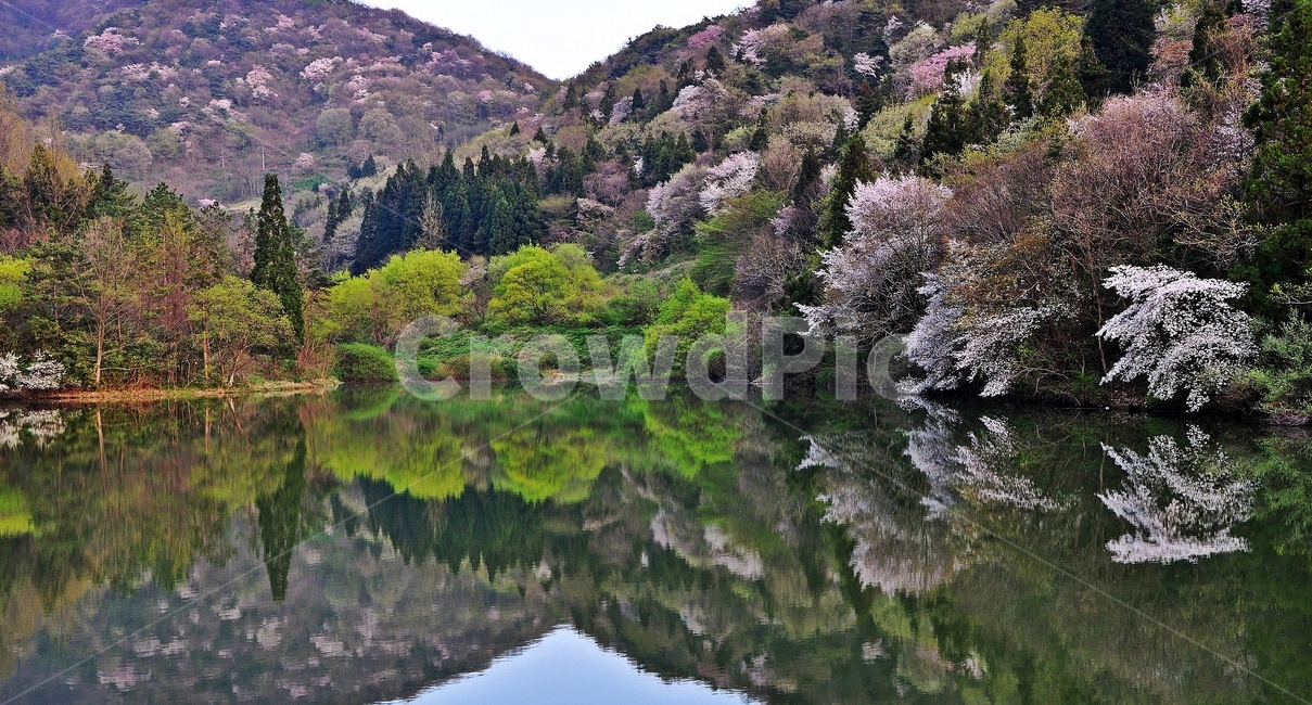 전남,화순,세량지,세량제,반영,봄,벚꽃,자연,plant,식물,풍경,화순세량지,화순세량제,세량지봄세량지벚꽃,산벚꽃,자연,풍경,nature,landscape