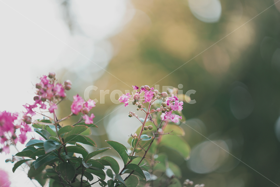 꽃,플라워,식물,생물,생명,핑크,분홍,색감,컬러,plant,식물,자연,plants,nature,꽃,flower