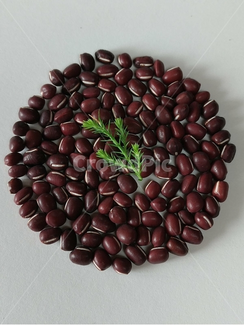 식물,plant,음식,food,팥,허브,동그란모양