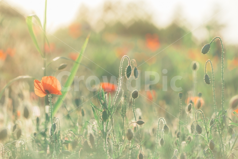 하늘공원,양귀비,꽃사진,역광,꽃,식물,자연,plants,nature,꽃,flower,감성,sensible,feeling,휴식,힐링,rest,relaxation,healing