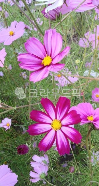 plant,식물,꽃,코스모스,꽃잎,blossom,flower