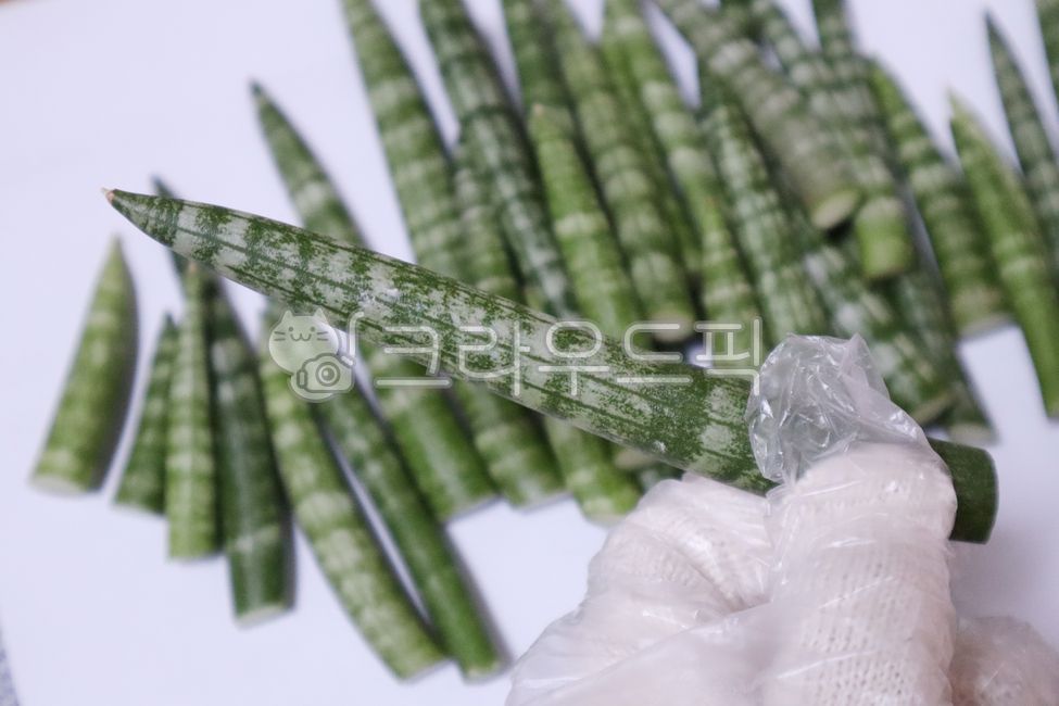 스투키,산세베리아,분갈이,녹색,식물,새순,반려식물,다육이,잎