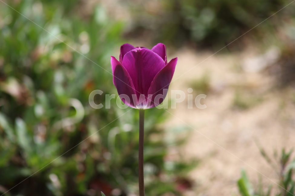 튤립,꽃,구근초,백합과,tulip