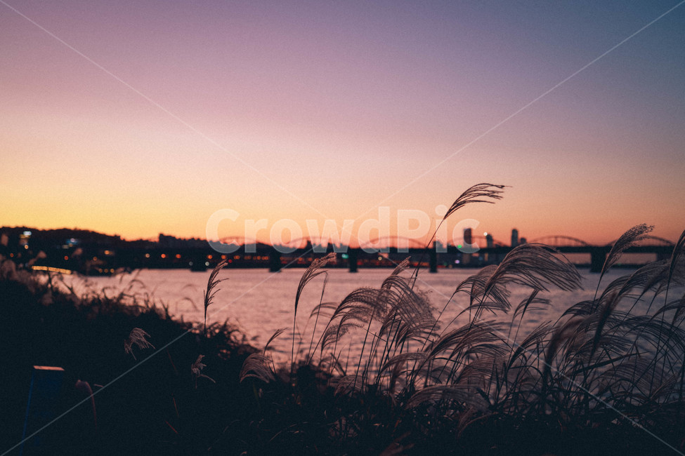 풍경,노을,저녁,억새,한강,야경,밤,풍경,nightscape,night,landscape,식물,자연,plants,nature