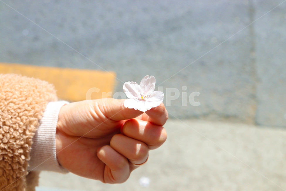 벚꽃,손가락,꽃,식물,손
