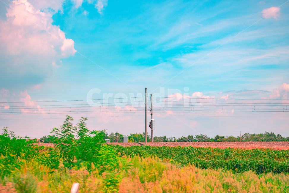 식물,초목,nature,자연,시골,여름,여름풍경,summer
