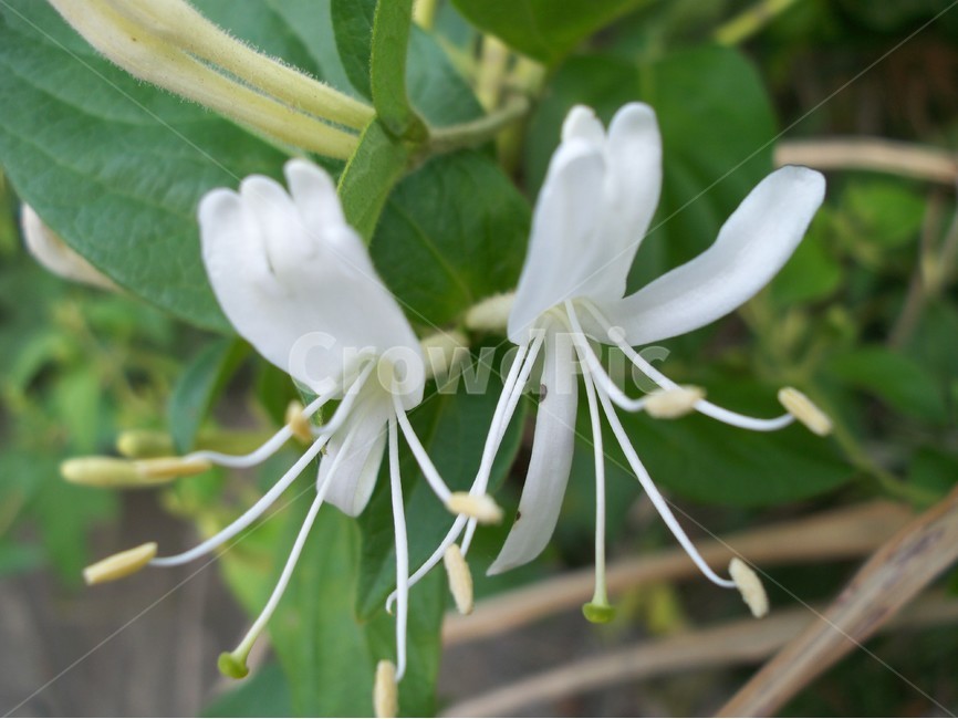 꽃,야생화,flower,식물,인동초,식물,자연,plants,nature,꽃,flower