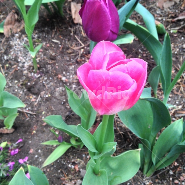 튤립,튜립,튜올립,Tulip,Tulipa,백합과,여러해살이풀,사랑의고백,매혹,식용,식재,알뿌리,분홍꽃,꽃,Flower,식물,식물,자연,plants,nature,꽃,flower