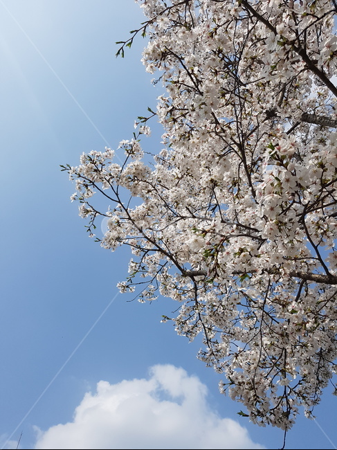 식물,flower,꽃,blossom,벚꽃,봄,계절,spring,season,plant