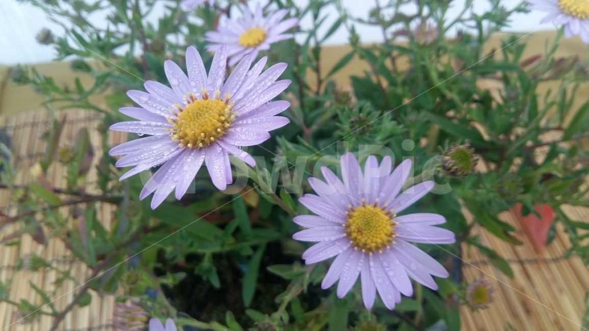 이슬,꽃,이슬맺힌,들꽃,화분,가을꽃,자연,아침이슬,식물,자연,plants,nature,꽃,flower