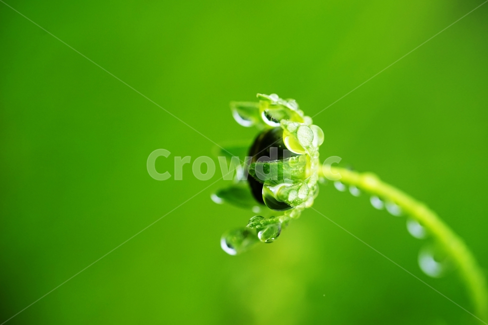 금계국,봄꽃,비,빗방울,물방울,꽃망울,식물,자연,plants,nature,꽃,flower