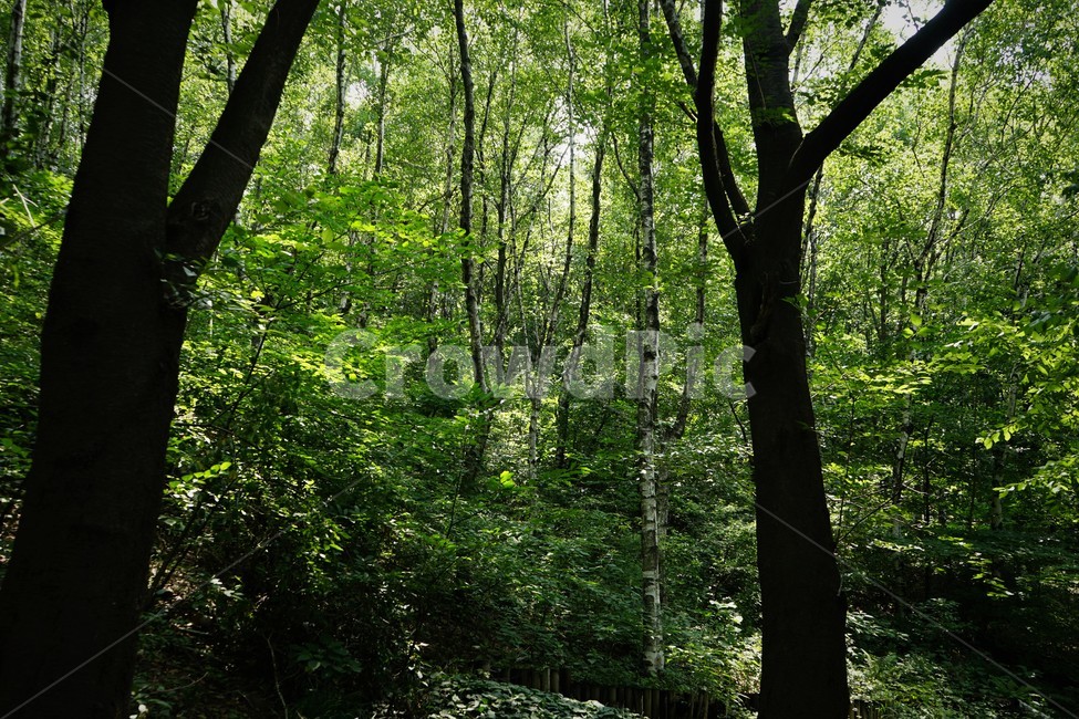 나무,초록,그늘,숲,신록,woods,green,shadow,forest,자연,nature,힐링,휴식,시원함,고요함,healing,relaxation,cool,calm,forestbathing,freshness,자연,풍경,nature,landscape,식물,plants,나무,trees,wood,tree,plant,vegetation,초목,tree trunk,나무 줄기,woodland,삼림지,outdoors,옥외,land,땅