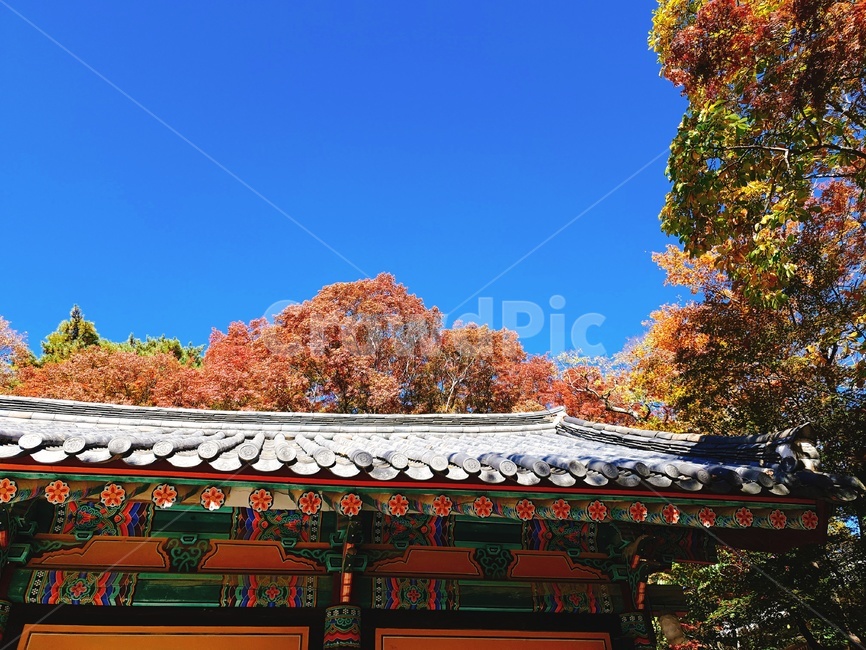 한옥,단풍,풍경,하늘,지붕,가을,계절,fall,autumn,season,한국전통,한국문화,korean traditional,korean culture,건축물,건물외관,exterior,building,structure,architecture,construction,건물,temple,신전