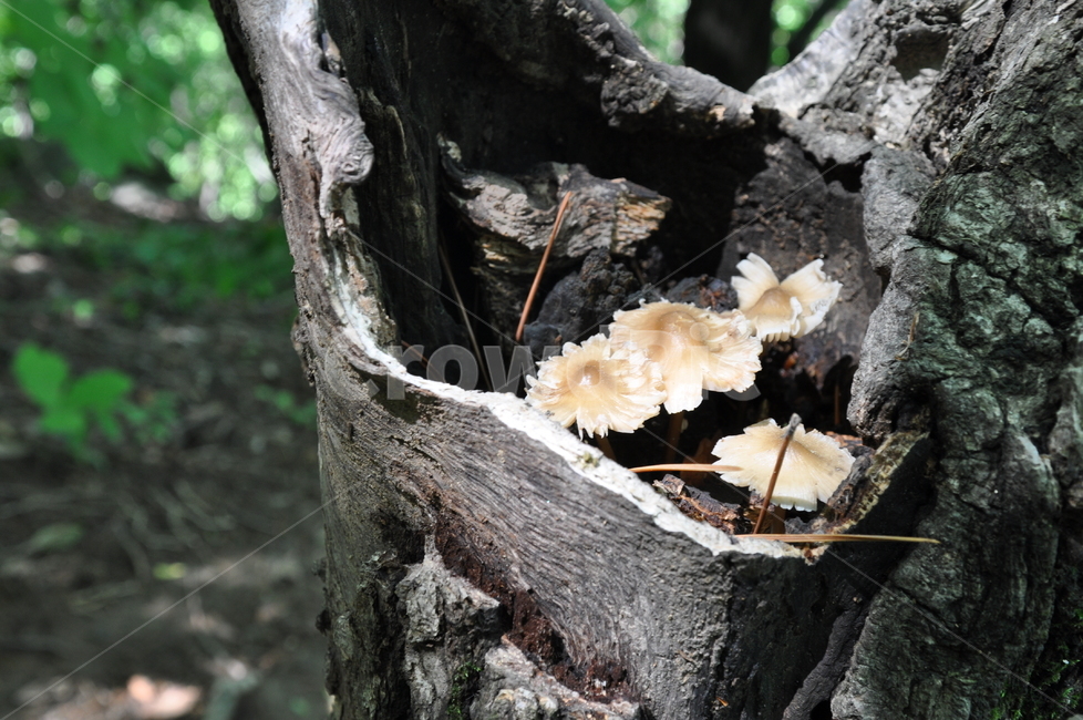 나무,버섯,검단산,둥지,고목,mushroom,oldtrees,feeling,family,nest,forest,자연,nature,속닥속닥,숲,숲속,가족,봄,버섯,mushroom
