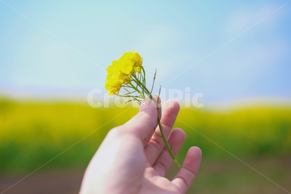 spring flowers,spring,sky,blue sky,landscape photography,spring photo,yellow flower,rape flower,portrait,hand