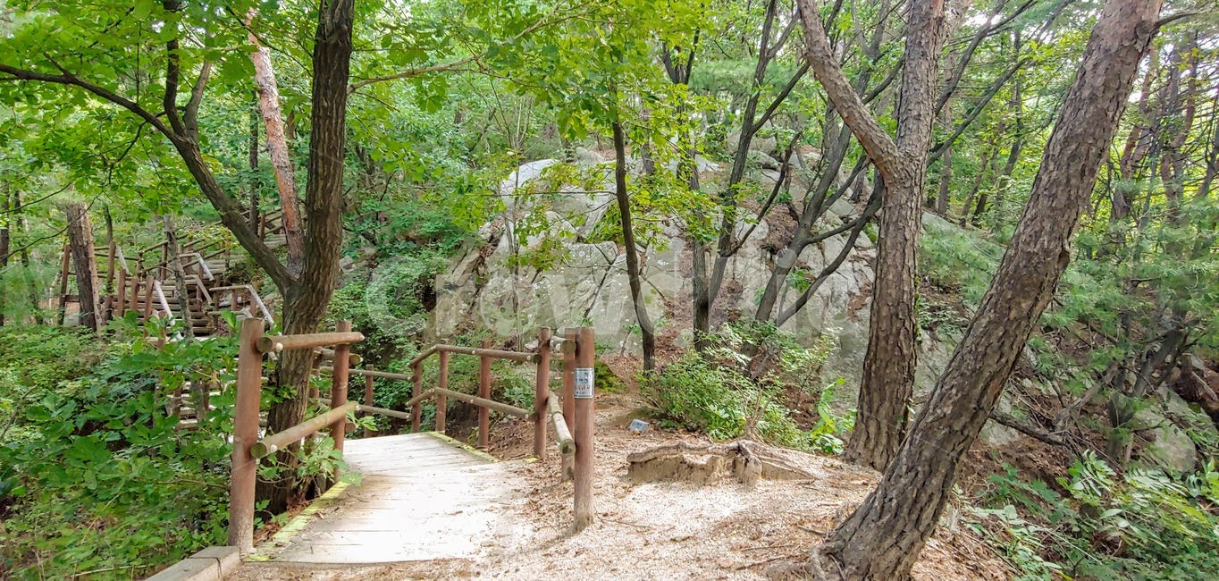 tree,나무,plant,식물,treetrunk,나무줄기,불암산,등산코스,등산,산