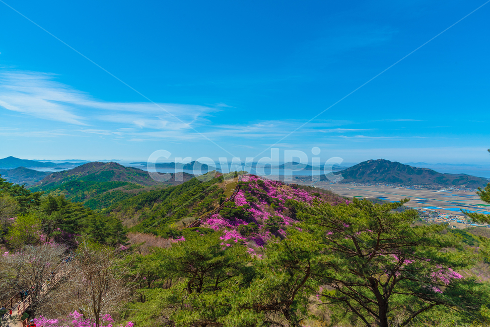 진달래꽃,진달래축제,강화도고려산,고려산진달래,봄꽃,꽃축제,자연,풍경,nature,landscape,한국자연풍경,한국자연경관,korea nature landscape,outdoors,옥외,hill,언덕,plateau,고원