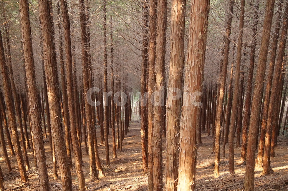 편백나무,편백숲,숲,조림,나무,자연,풍경,nature,landscape,식물,plants,나무,trees,wood,tree,plant